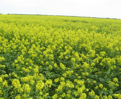 Ставропольські фермери хваляться «горчичными» досягненнями