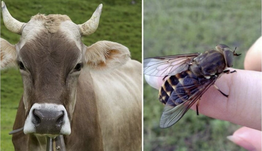 Корова та овод Корова та овод
