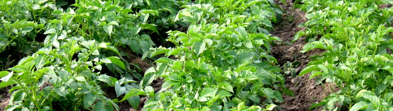 Українські городи атакує підступний «ремісник»