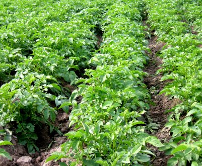 Українські городи атакує підступний «ремісник»