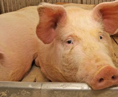 Аскаридоз свиней: симптоми та особливості лікування