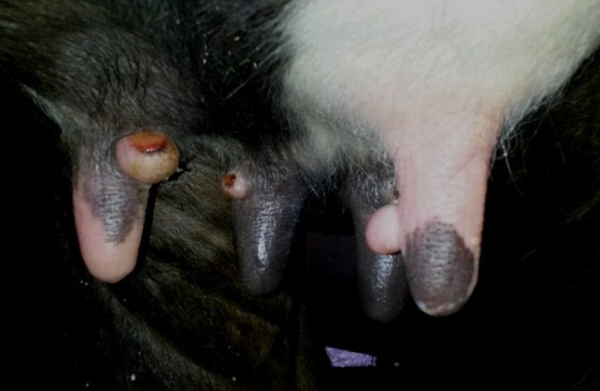 Фурункульоз Фурункульоз