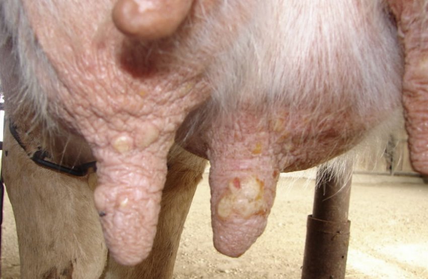 Віспа Віспа