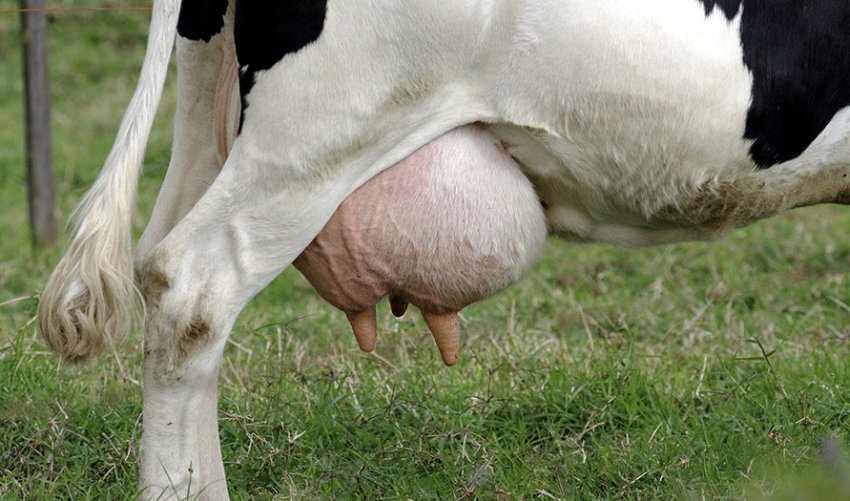 Набряк вимені Набряк вимені