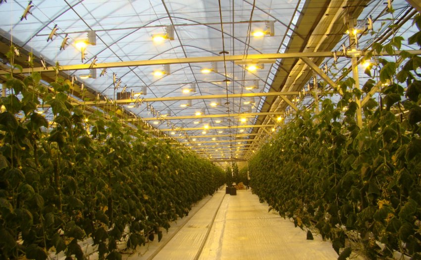 Освітлення фермерських теплиць Освітлення фермерських теплиць