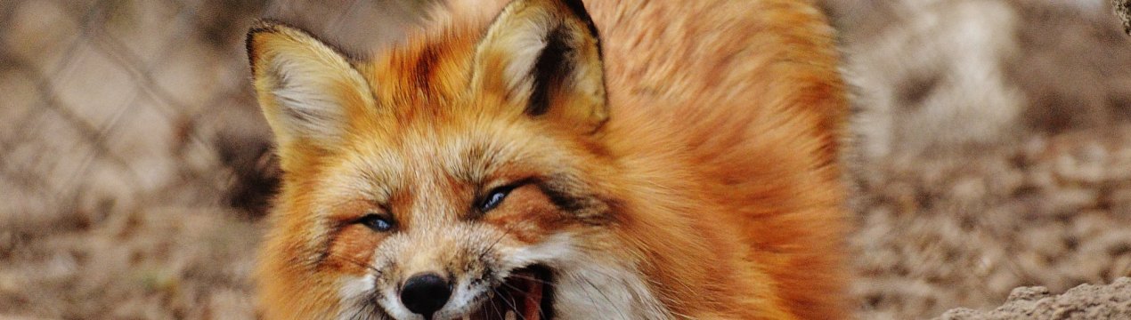 Скажена лисиця звернула Миколаївську область у карантинну зону