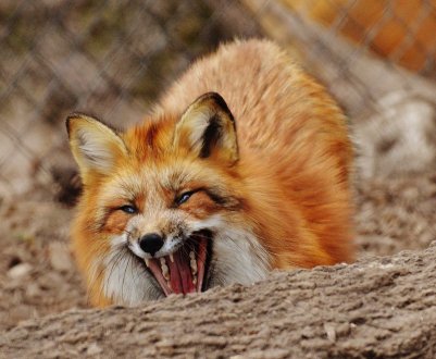 Скажена лисиця звернула Миколаївську область у карантинну зону