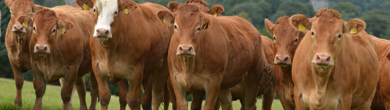 У переддень Різдва на американському полі з'явився хрест із корів