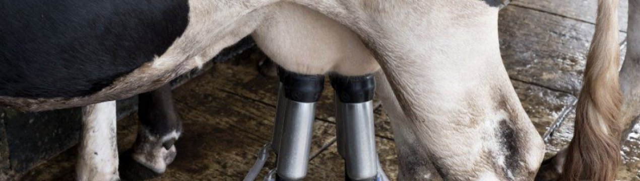 Вим'я корови: анатомія, догляд, хвороби
