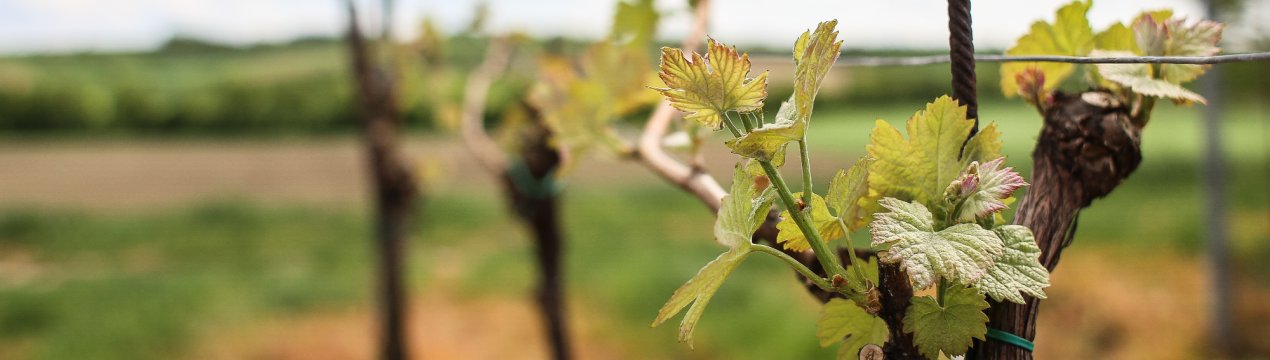 Австрійські постачальники намагалися провезти в Росію бактеріальне зброю проти винограду