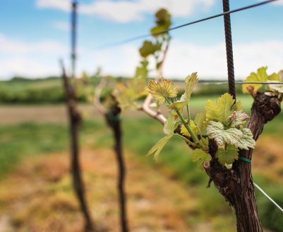 Австрійські постачальники намагалися провезти в Росію бактеріальне зброю проти винограду