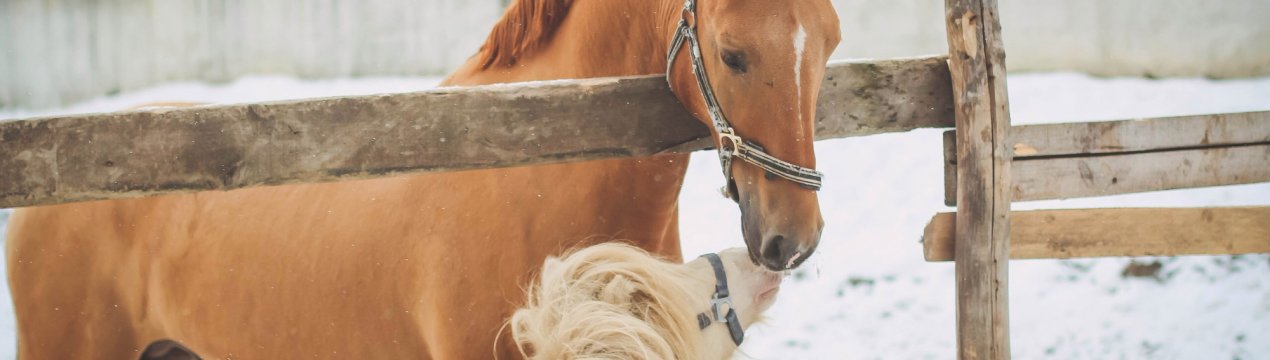 Донські конярі відроджують унікальних коней