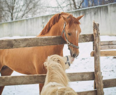 Донські конярі відроджують унікальних коней