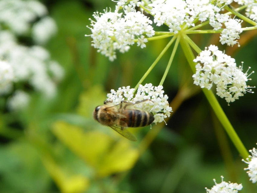 Пчелосбор на дягиле