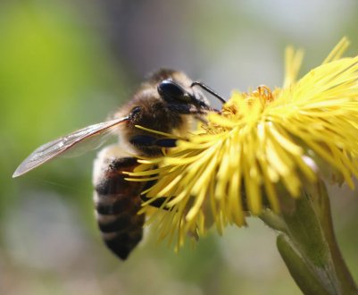 Зовнішнє і внутрішнє будова бджоли