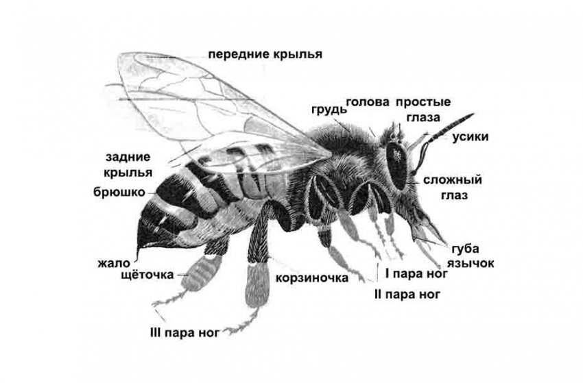 У пчел есть позвоночник thumbnail