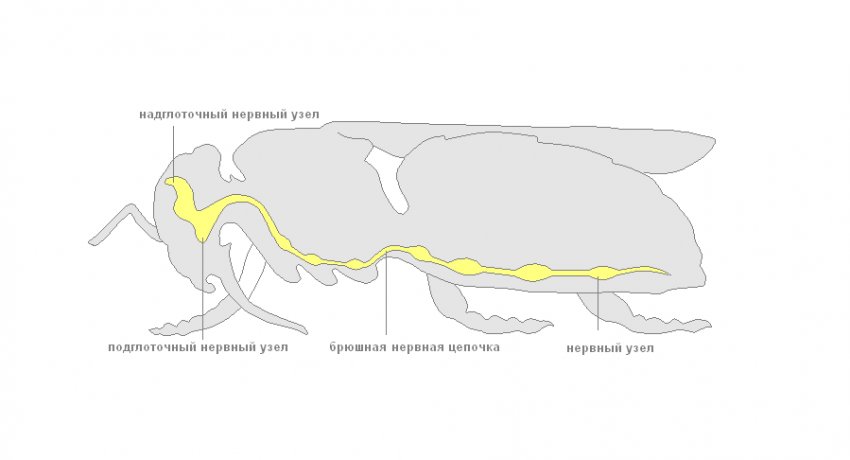 Нервова система бджоли