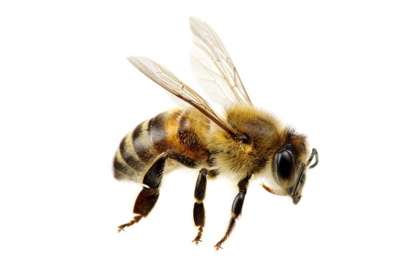 Зовнішній вигляд Зовнішній вигляд