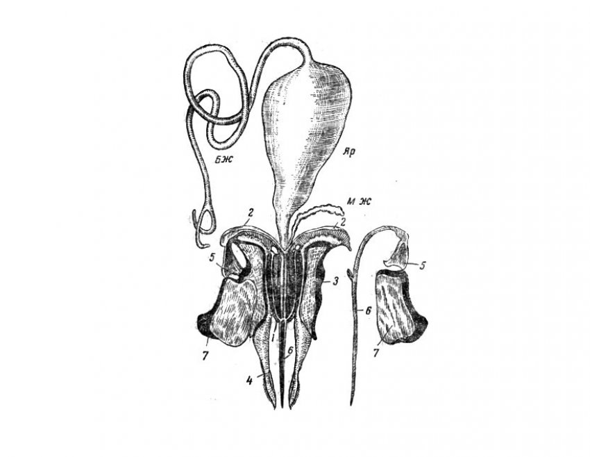 Будова жала бджоли