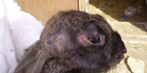 Воспаление роговицы глаза у кроликов thumbnail