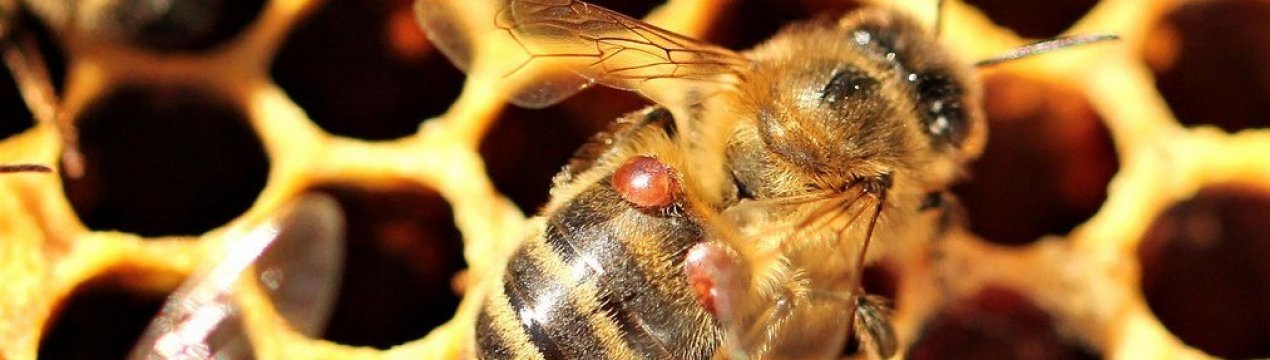 Варроатоз бджіл: ознаки, особливості лікування
