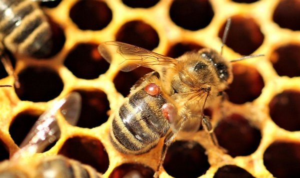 Варроатоз: лечение и обработка пчел