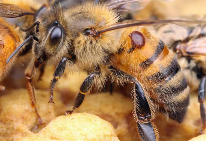 Варроатоз пчёл