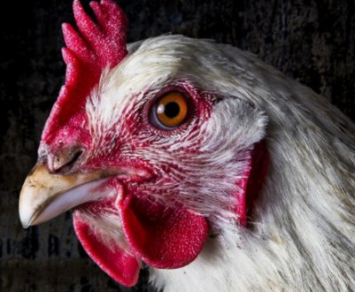 Особливості анатомічної будови курки