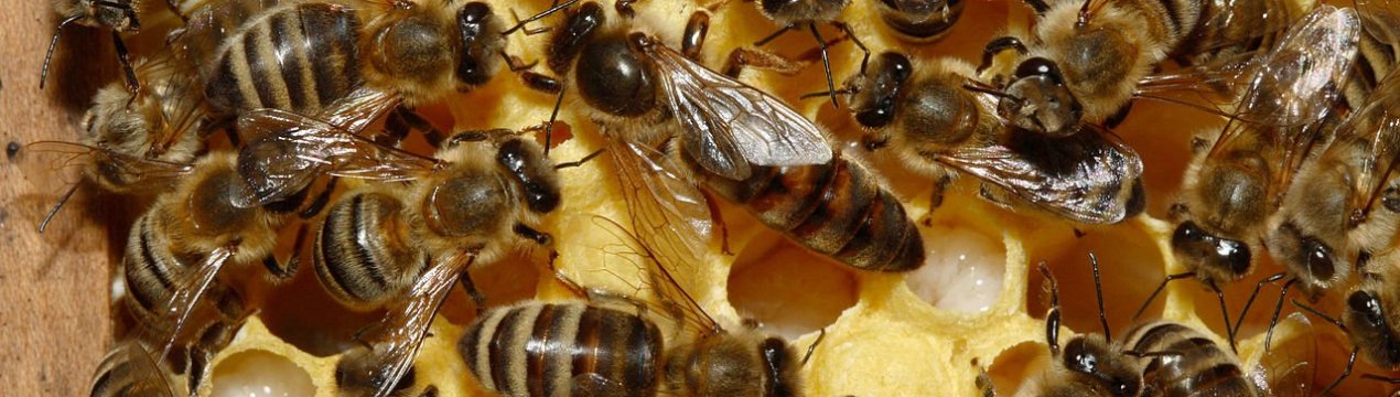 Характеристика та особливості Карпатської бджоли