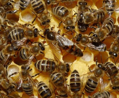 Характеристика та особливості Карпатської бджоли