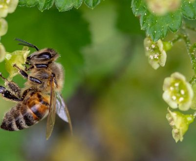 Тривалості життя бджоли
