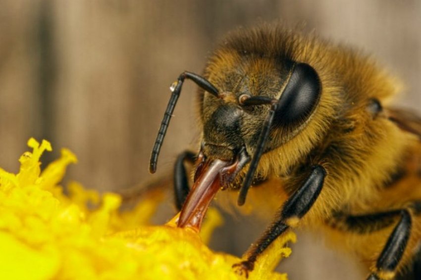 Бджола Бджола