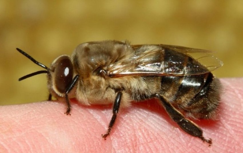 Скільки живе трутень Скільки живе трутень