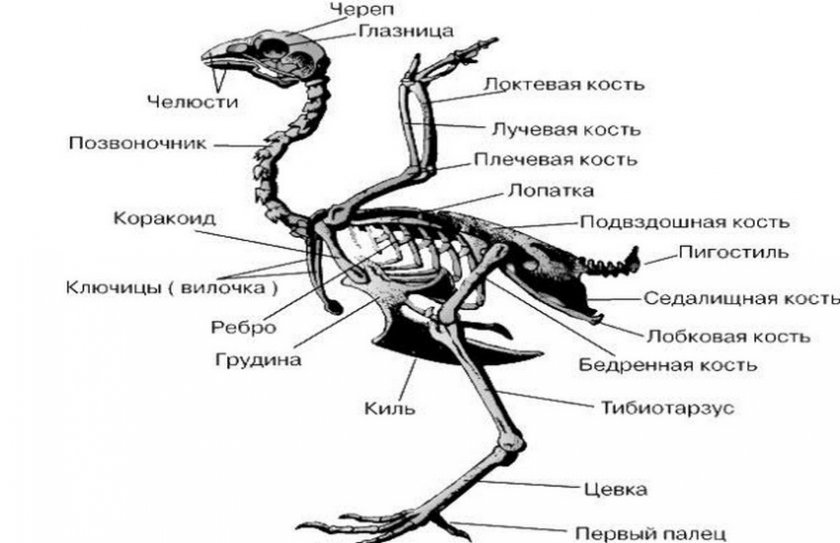 Скелет курицы