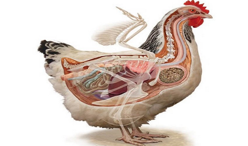 У куриц есть мозг. Пищеварительная система курицы анатомия. Анатомия курицы несушки скелет. Строение курицы внутренние органы. Строение пищеварения курицы.