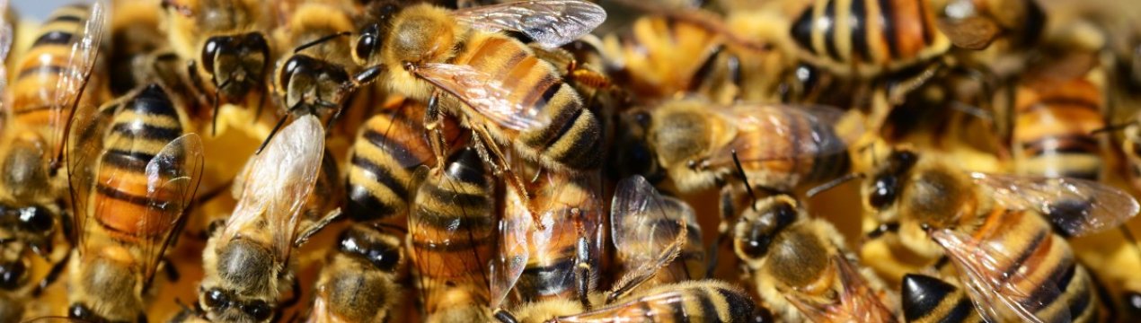 Найпоширеніші хвороби бджіл та їх лікування