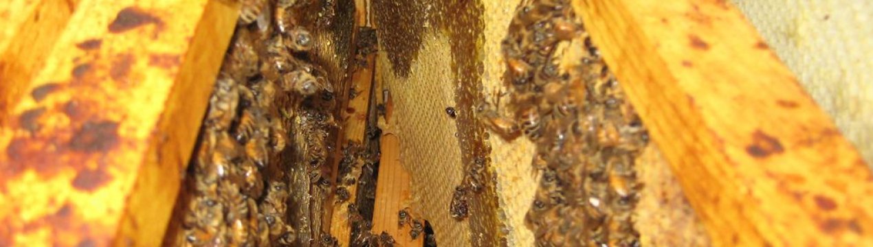 Що таке нозематоз у бджіл і як його лікувати?