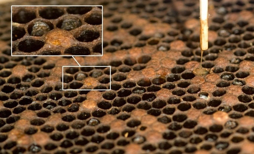 Європейський і американський гнилець Європейський і американський гнилець