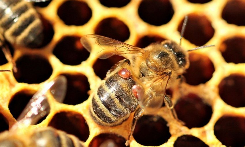 Болезни пчел и где их проверить thumbnail