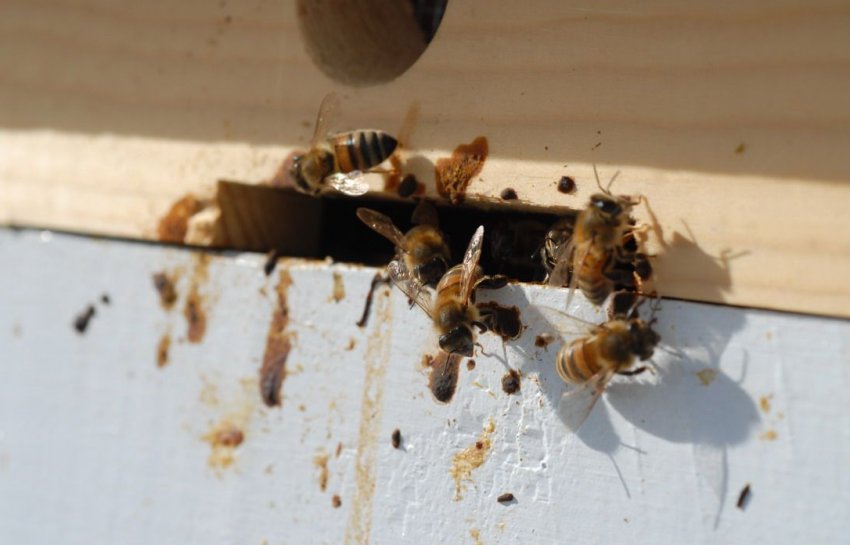 Нозематоз бджіл Нозематоз бджіл