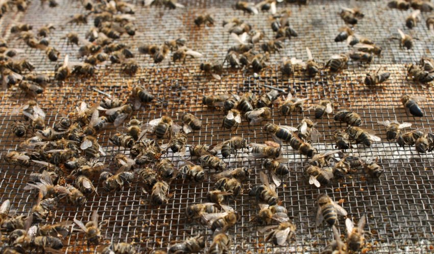 Бджоли Бджоли