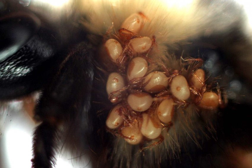 Энтомозы Энтомозы