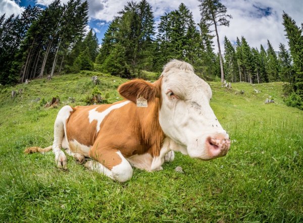 Болезни ног у коровы виды и их симптомы лечение профилактика