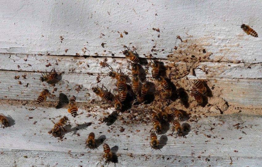 Самые распространённые болезни пчёл
