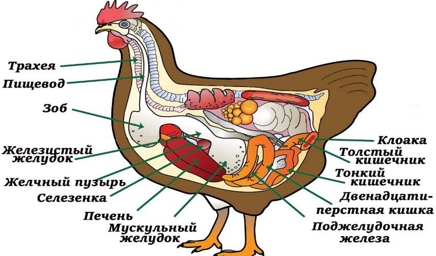 Органы Курицы Фото