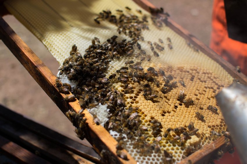 Профілактика захворювань бджіл Профілактика захворювань бджіл