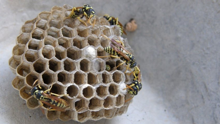 Профілактика появи Профілактика появи