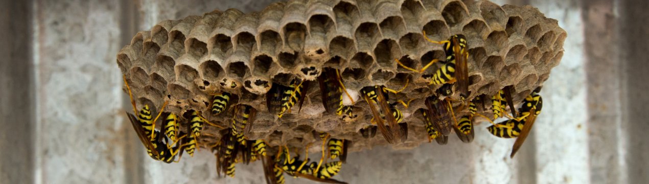 Народні та хімічні засоби для боротьби з осами