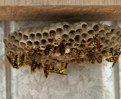 Народні та хімічні засоби для боротьби з осами