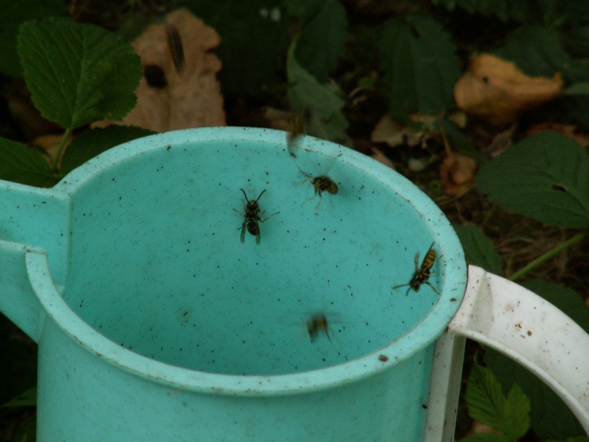 Народні засоби боротьби Народні засоби боротьби